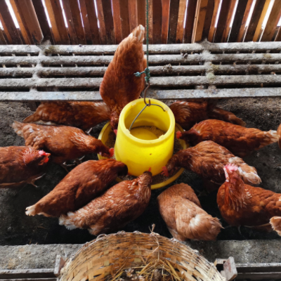 Choosing a Chicken Feeder for your Chicken Coop