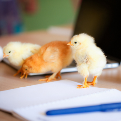 chicken keepers list featured