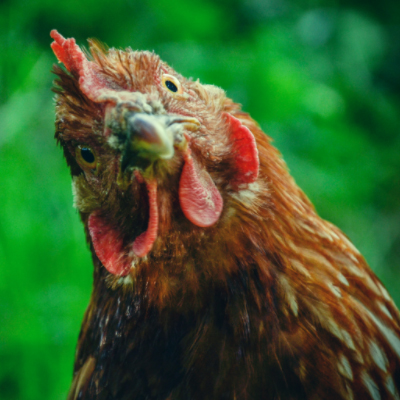 chicken keeping start