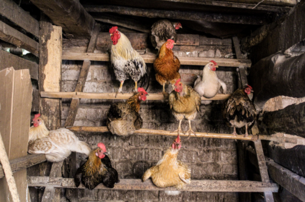 chicken perches