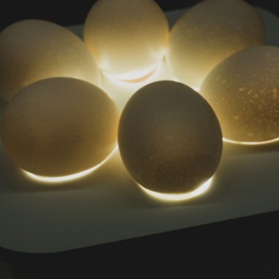 first egg candling