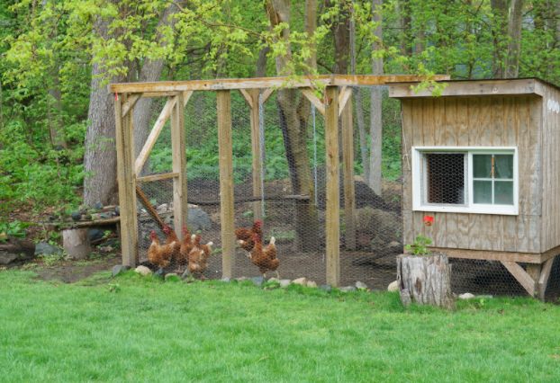 freerange chicken run