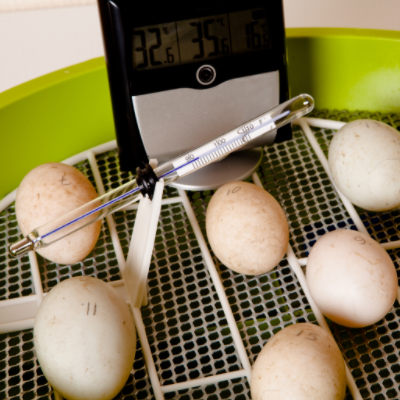 incubator humidity featured