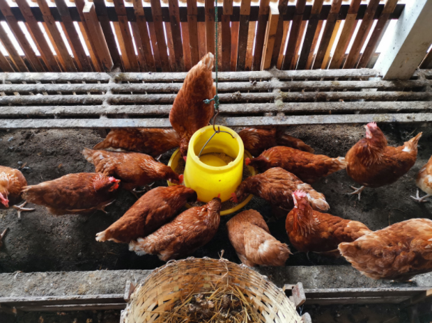 suspended chicken feeder