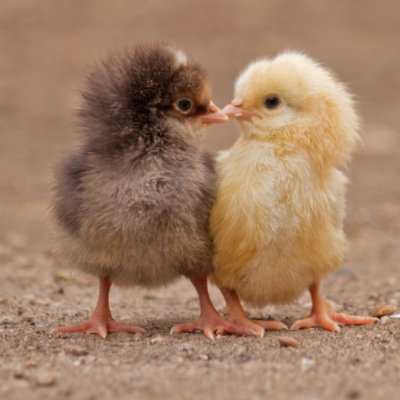 taking care baby chickens